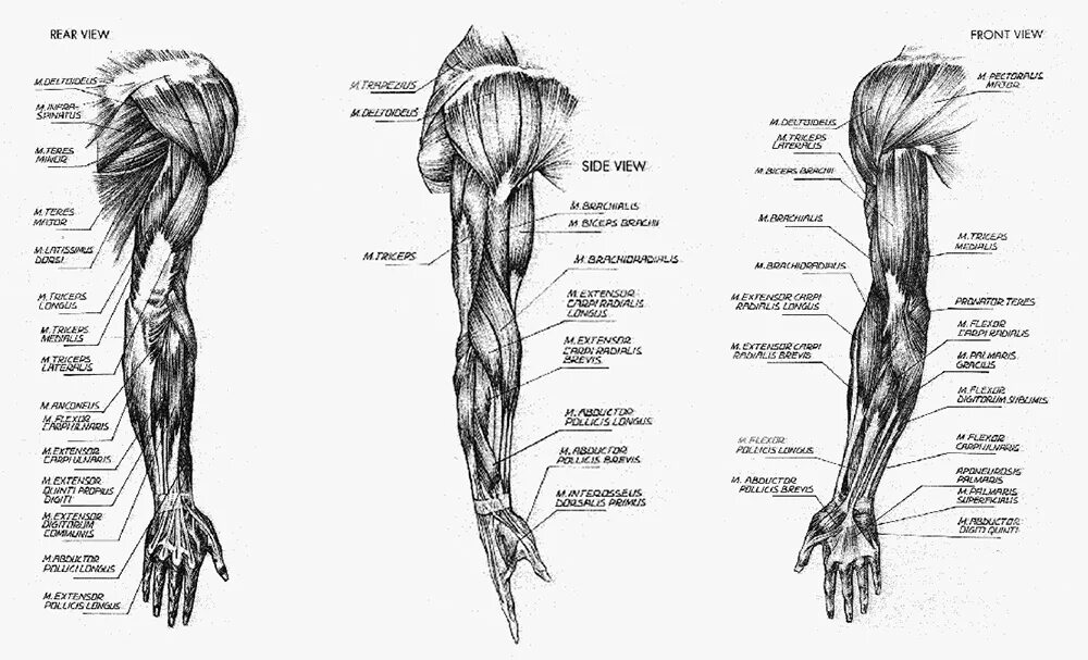 Анатомия мышц рук человека