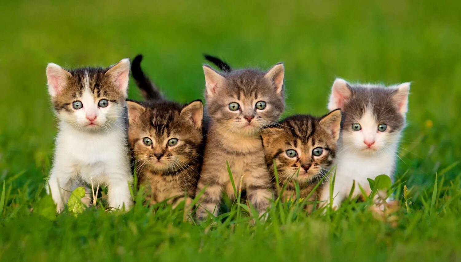 Котики в ряд ответ
