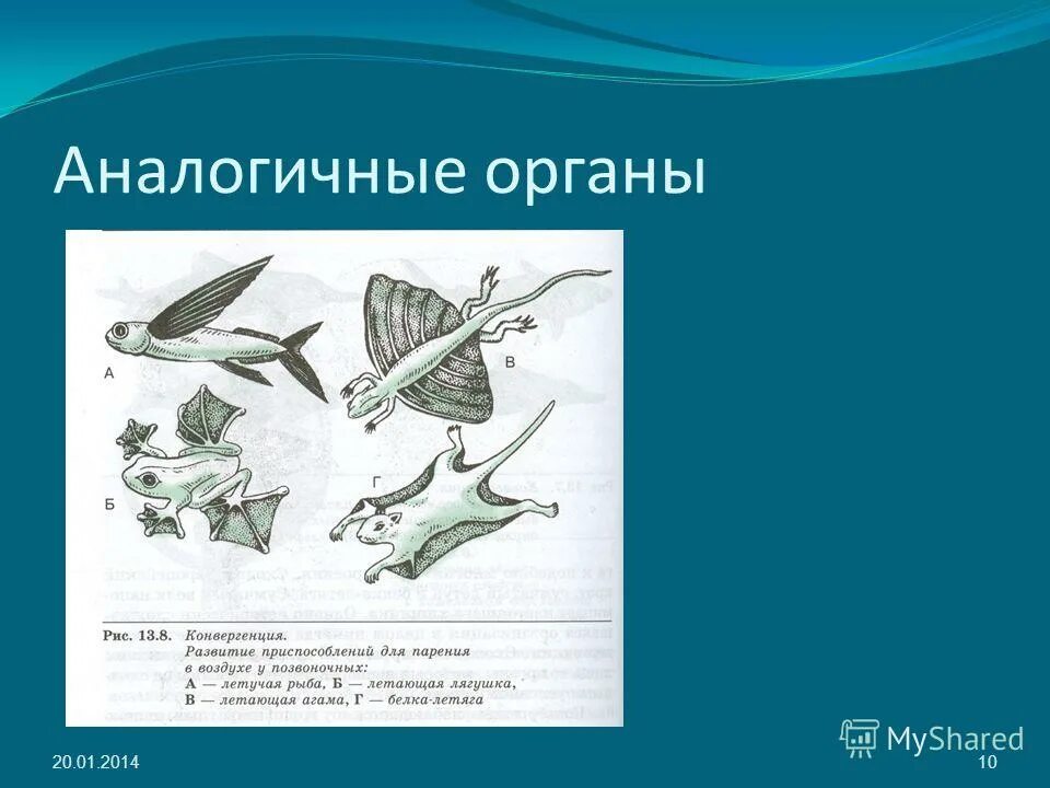 Аналогичные органы. Аналогичные органы животных. Дивергенция и конвергенция примеры. Аналогичные органы примеры.