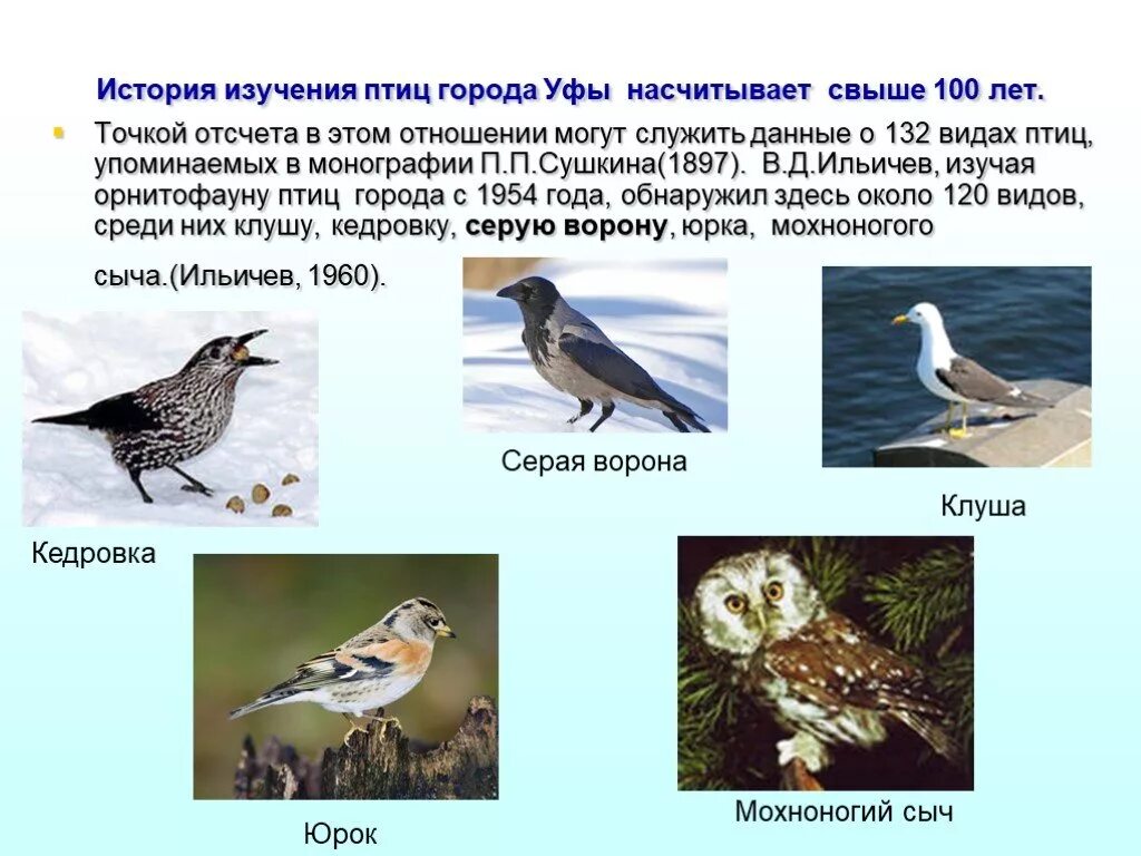 Птица г 6 б. Птицы в городе Уфа. Виды птиц в Уфе. Городские птицы Уфы. Городские птицы проект.