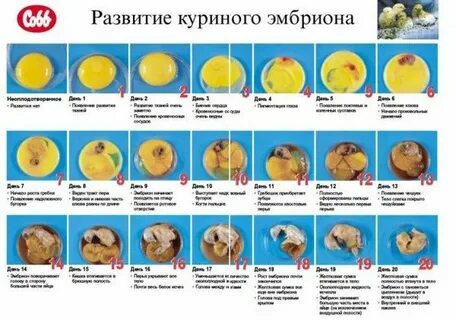 Развитие плода яйце