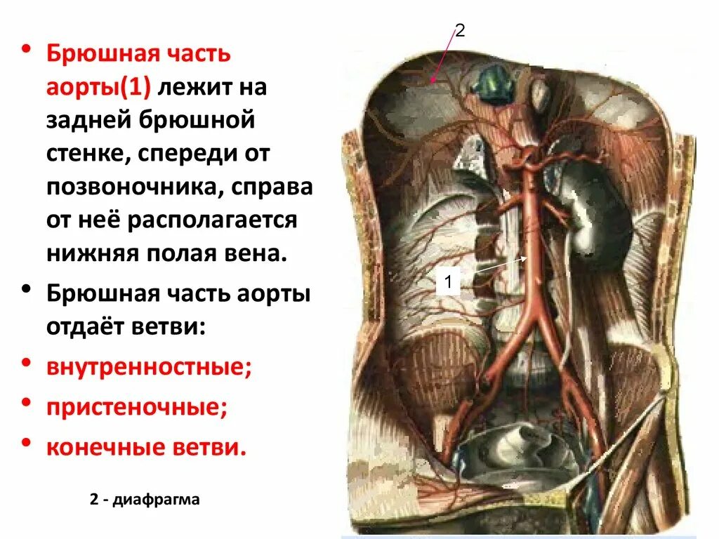 3 брюшная аорта. Пристеночные ветви брюшной аорты. брюшная аорта и нижняя полая вена. конечные ветви брюшной аорты.