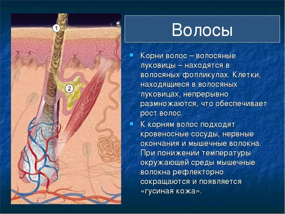 Корень луковица волоса. Строение волоса биология 8 класс. Волосяная луковица располагается в. Строение волосяного фолликула. Корни волос расположены в.