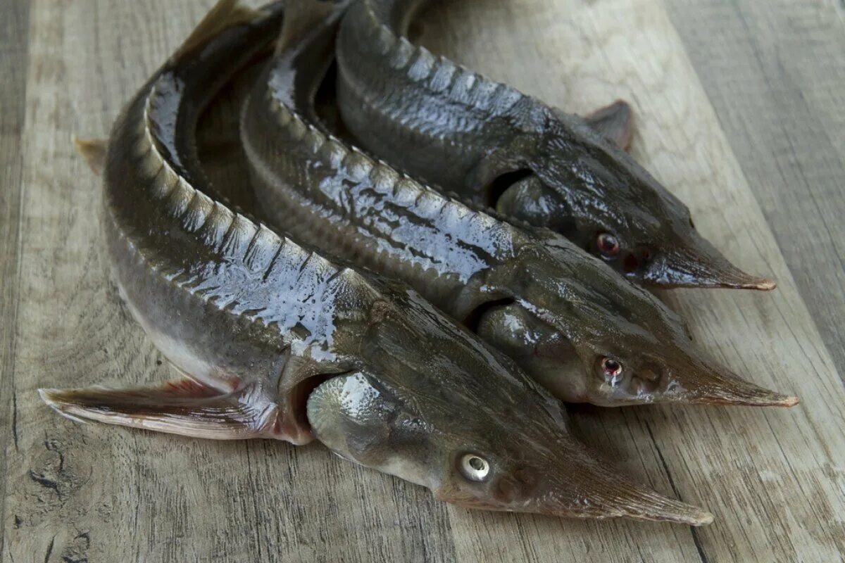 Ценные породы рыб. Стерлядь Царская рыба. Стерлядь 4 кг. Стерлядка и осетр. Царская рыба стерлядка.