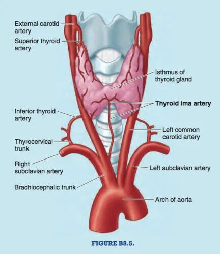 Артерии щитовидной железы анатомия. Артерия Тиреоидеа Супериор. Кровоснабжение щитовидной железы анатомия. Щитовидная артерия анатомия. Артерии щитовидной железы