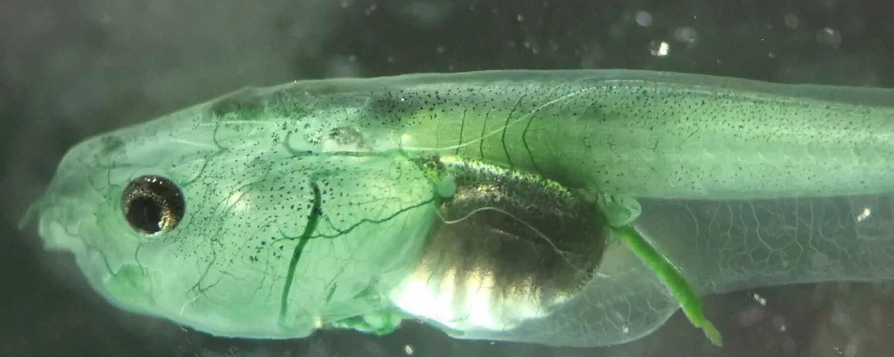 Ученые создали новый вид существ. Итбалиқ. Водоросли которые едят головастики. Живое существо с зелено синими полосками.