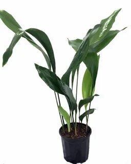 Iron plant