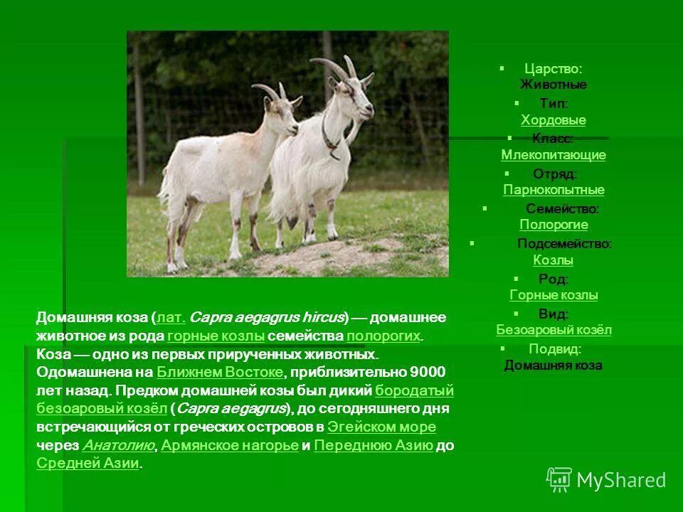 Царство млекопитающего животного. Луговая собачка. Класс млекопитающие. Млекопитающие млекопитающие звери. Способы хождения млекопитающих.