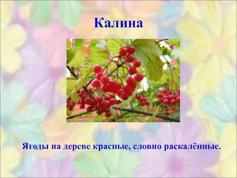Почему так называется 2 класс. Загадка о калине. почему это так называется проект 2 класс. проект по родному языку почему это так называется. проект 4 класс почему это так называется.