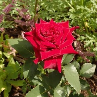 Real rose