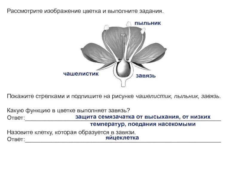 Текст если вы будете внимательно рассматривать цветы. Строение цветка функция завязи. Рассмотрите изображение цветка и выполните задания. Рассмотрите изображение цветка и выполни задание. Завязь функция 6 класс.