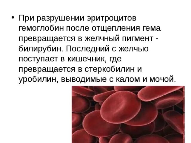 Распад эритроцитов. Преобразование гемоглобина после разрушения эритроцитов. Разрушение эритроцитов гемоглобин. Разрушение эритроцитов в печени. Эритроциты разрушаются в.