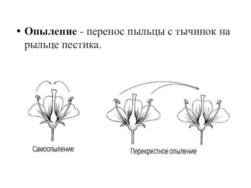 Схема самоопыления хвойные