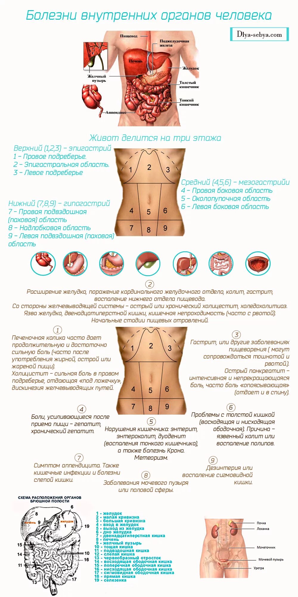 какой орган находится снизу слева живота. болит левыйбог под рёбрамиспереди. какой орган ниже пупка. что находится в низк зивота.