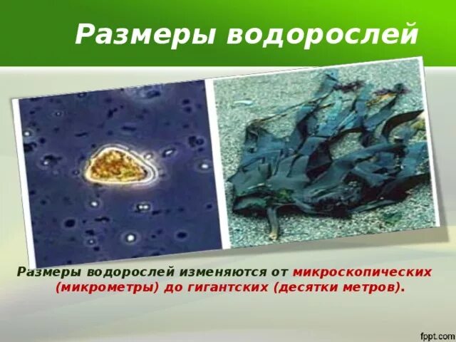 Тест водоросли 6. Размеры водорослей. Микроскопические водоросли Размеры. Микроскопические водоросли примеры. К чему относятся микроскопические водоросли.