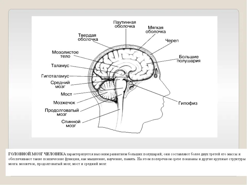 Функции отделов головного мозга анатомия. Головной мозг строение и функции. Отделы головного мозга схема рисунок. Головной мозг строение анатомия схема. Структура головного мозга включает
