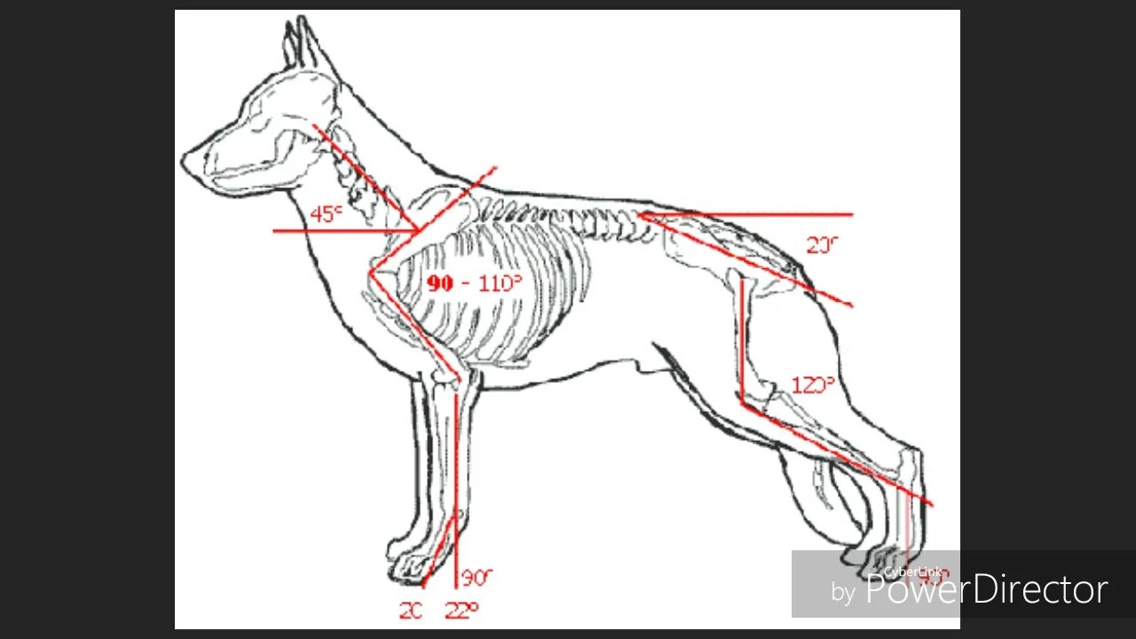 Строение скелета немецкой овчарки. Скелет ВЕО собаки анатомия. Скелет овчарки немецкой анатомия. Промеры немецкой овчарки.