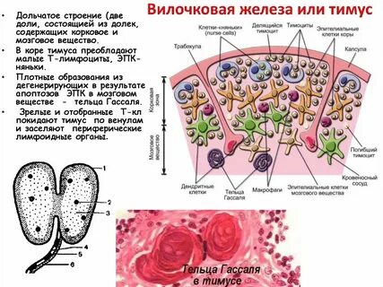 Железа содержатся в клетках