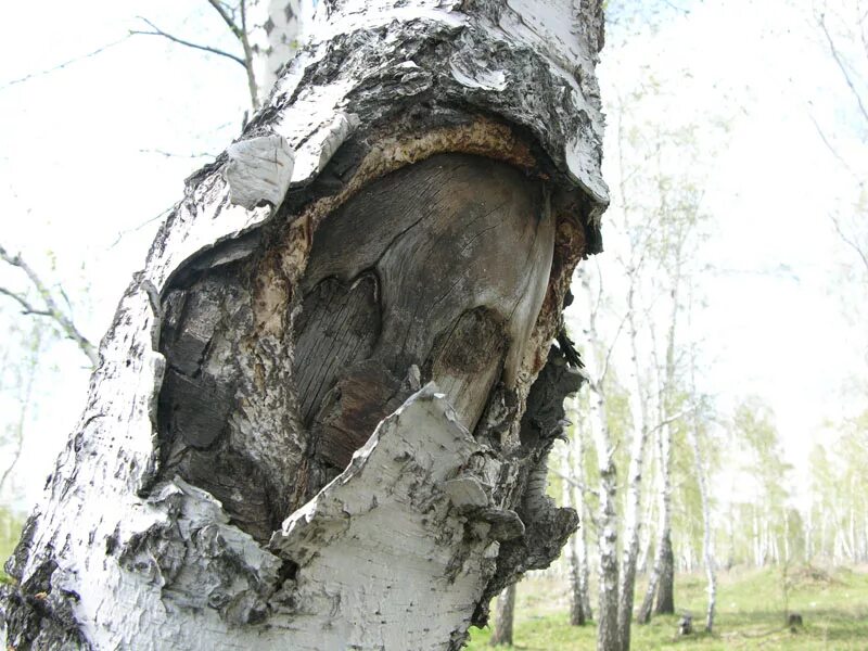 И даже пень в апрельский день березкой