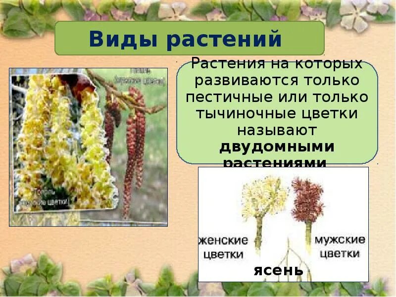 Цветки имеющие только пестики называют тычиночными. Растения на которых развиваются и тычиночные и пестичные. тычиночные цветки называют. виды растений по видам цветков тычиночные и пестичные. название пестичные растения.