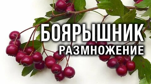 Как размножается боярышник