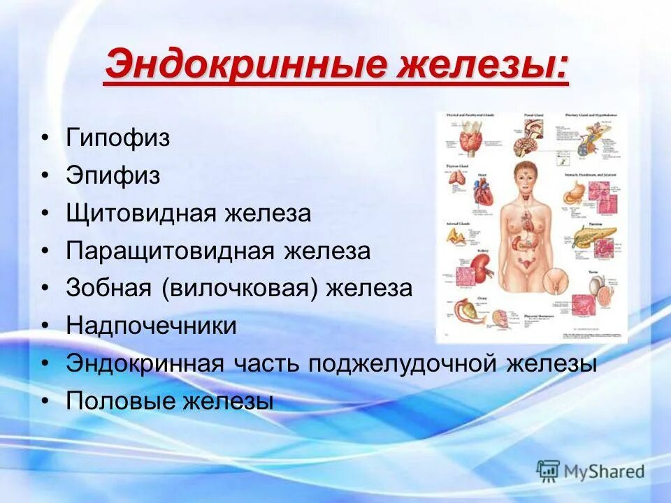 эндокринная железа тест