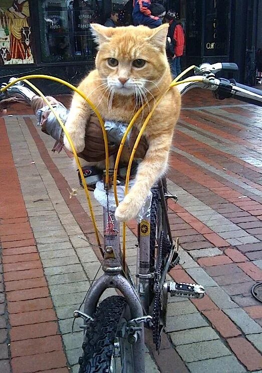 Cat bike. Прикольные велосипеды. Кот на Велике. Коты на велосипеде. Смешные велосипеды.