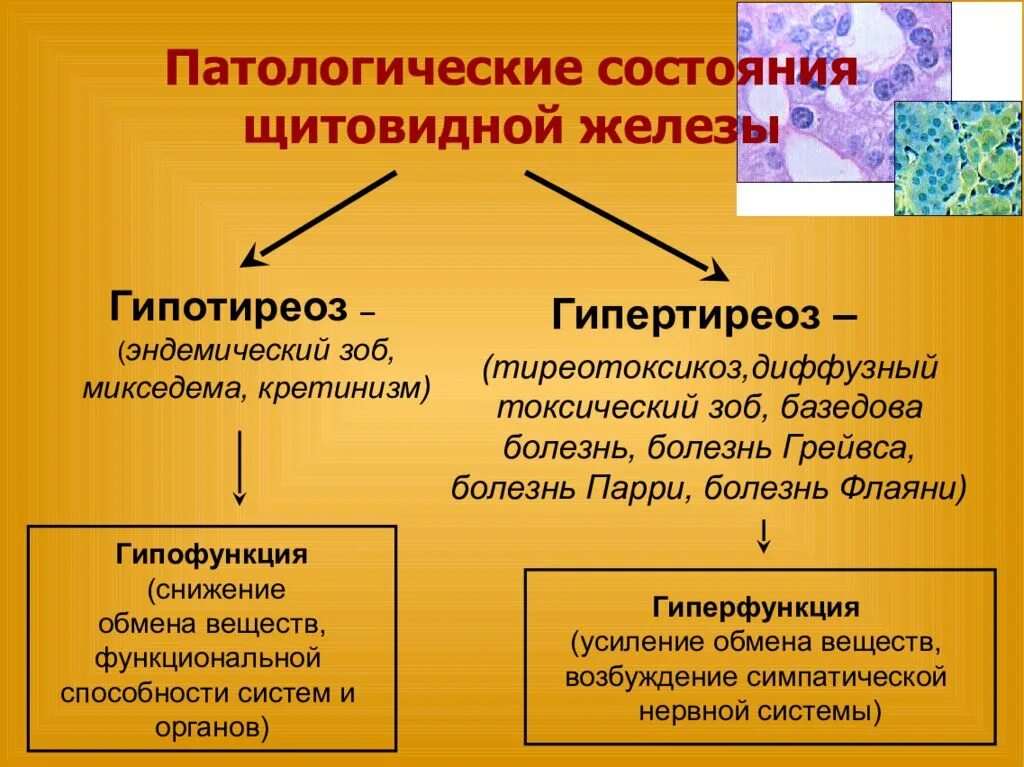 Диффузный метаболизм