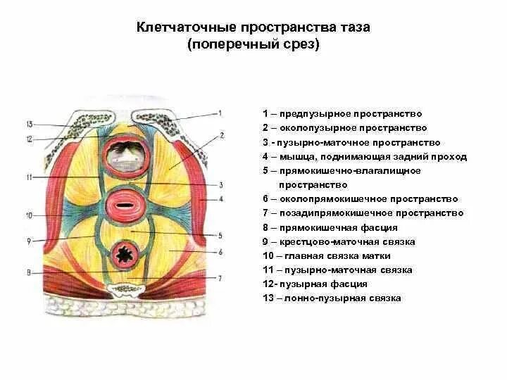 Фасции мочеполовой диафрагмы. Клетчаточные пространства малого таза. Подбрюшинный этаж малого таза клетчаточные пространства. Париетальные и висцеральные клетчаточные пространства таза. Малый таз клетчаточные пространства.