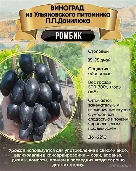 Виноград ульяновск. Виноград ульяновск. Рембо виноград ульяновск. Виноград ромбик описание сорта. Виноград ульяновск каталог.