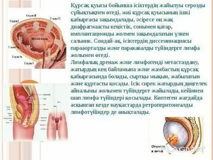 Лесбиянкалардың емізетін бейнелері