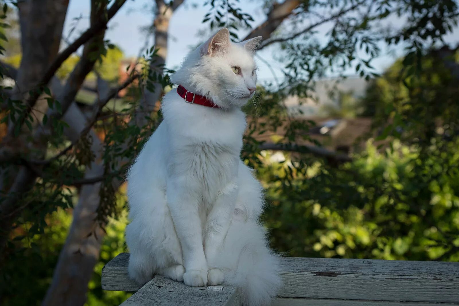 Серая ангора. Турецкая ангорская кошка. Турецкая ангора белая. Турецкая ангора кот белый. Турецкая ангора серая.