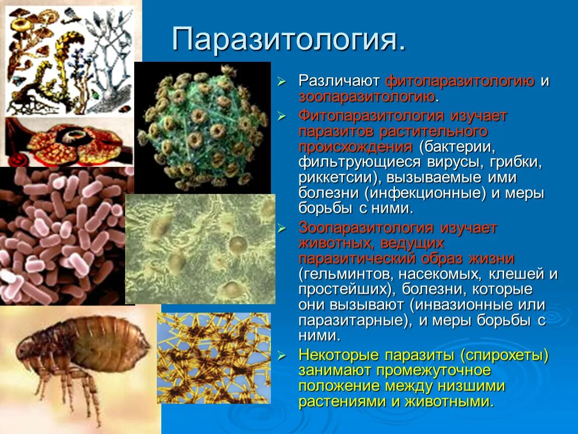 Простейшие и их заболевания