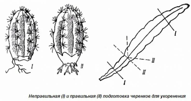 Внешнее строение кактуса. Размножение кактуса черенкованием. строение кактуса корень. опунция размножение черенками.