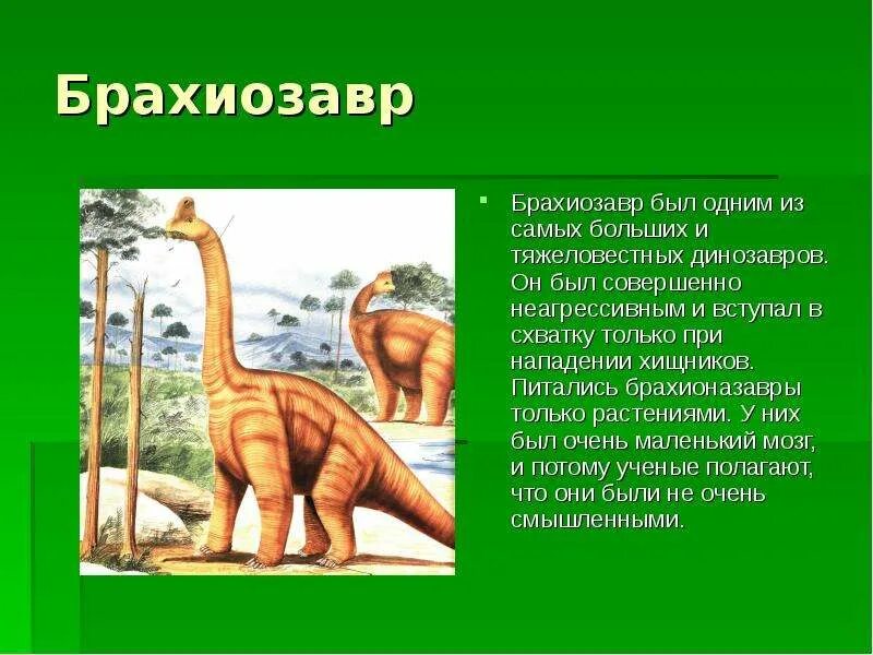Опиши динозавра. Мезозойская Эра Брахиозавры. Брахиозавр описание для детей 1 класс. Брахиозавр и Тираннозавр. Брахиозавр динозавр.