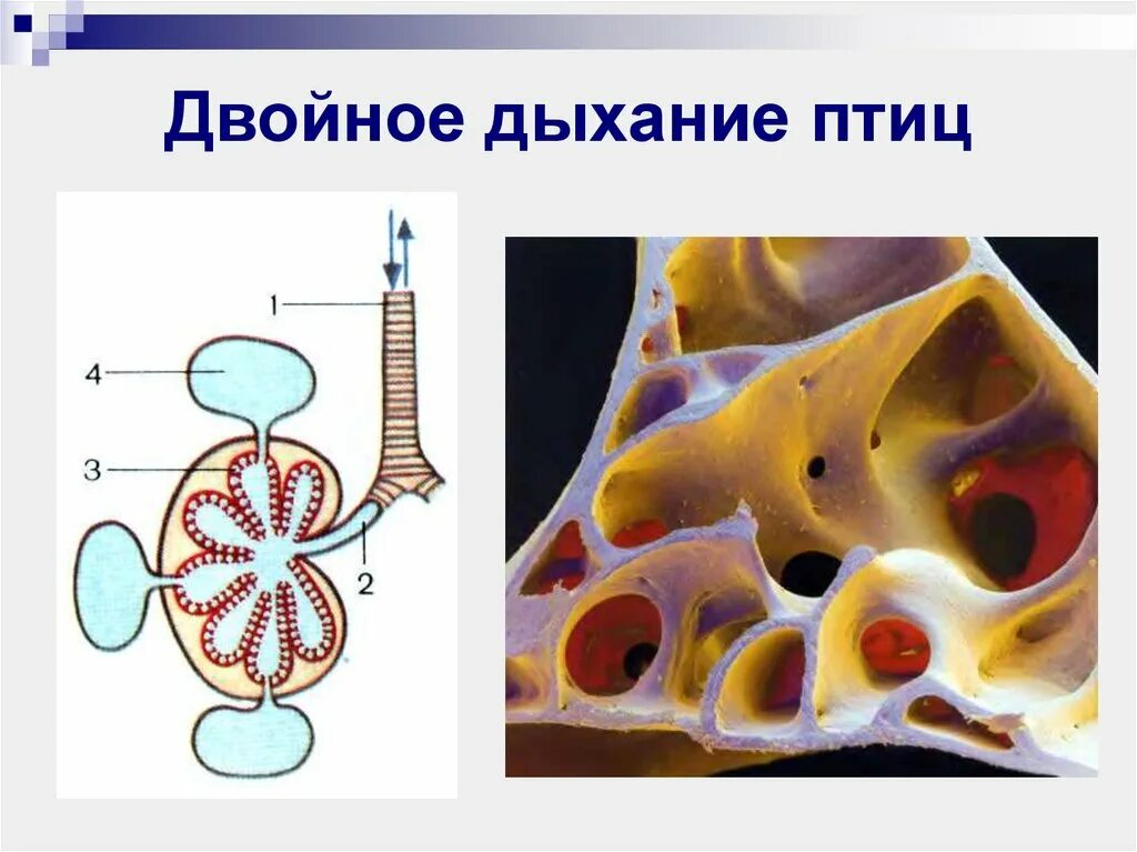 Механизм двойного дыхания у птиц. Механизм двойного дыхания. Механизм дыхания птиц схема. Механизм двойного дыхания. Двойное дыхание у птиц.