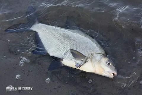 Водится в москва реке