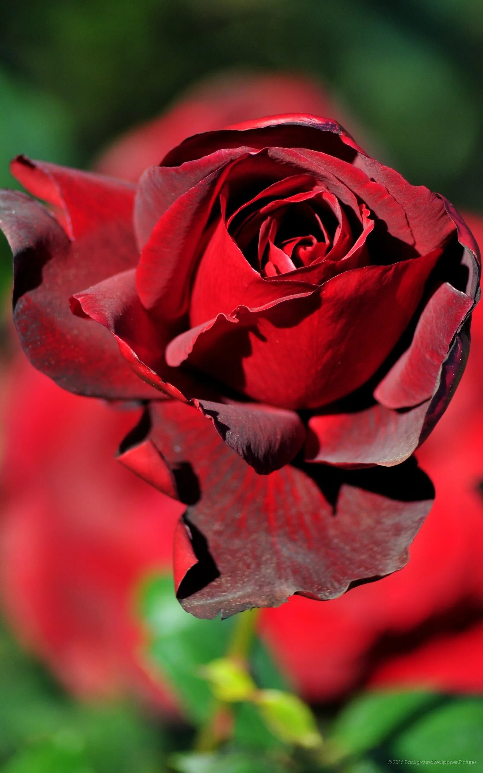 Красные розы. Розы вертикальные. Шикарные красные розы. Розы на телефон вертикальные