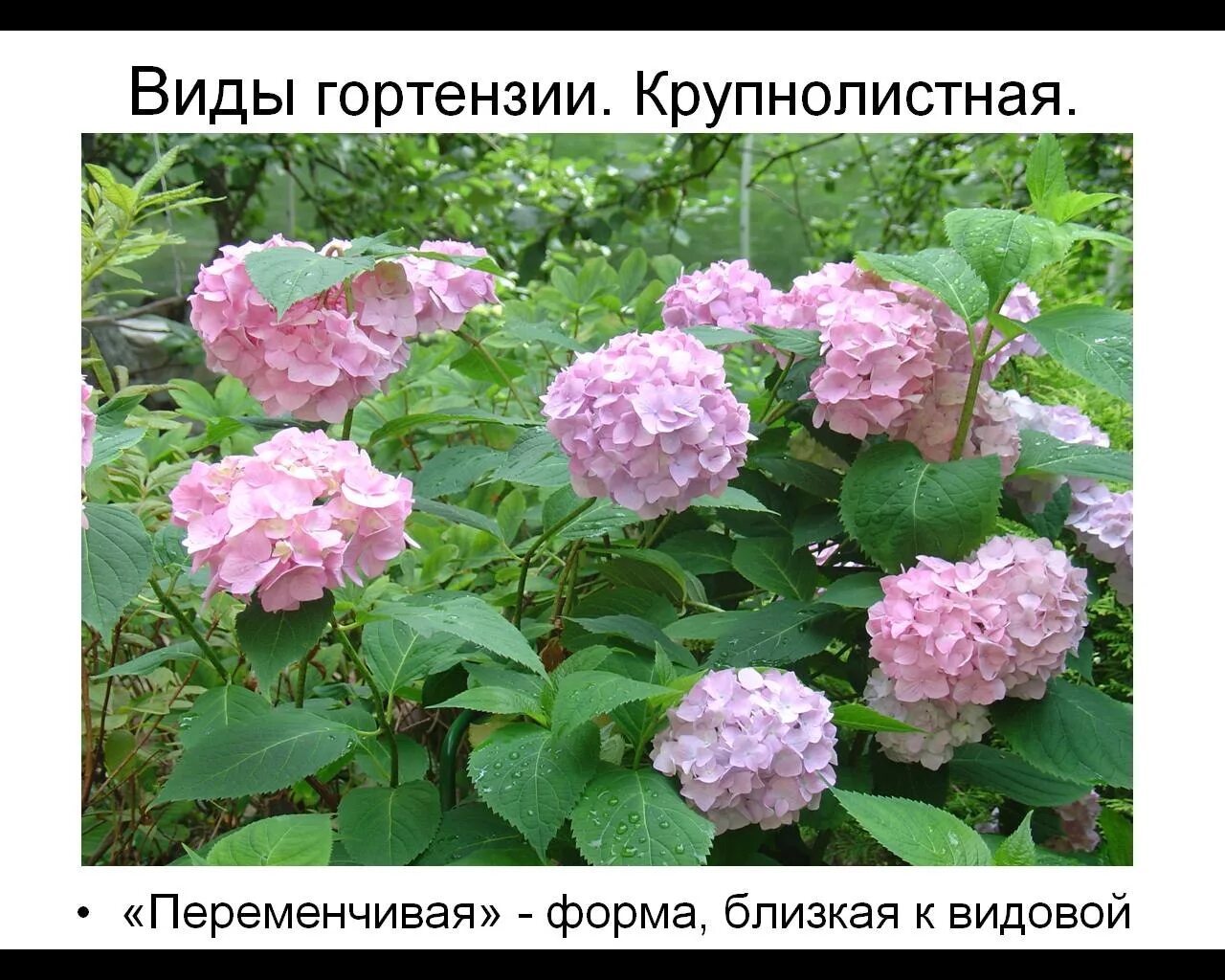 Как определить гортензию. Как определить гортензию
