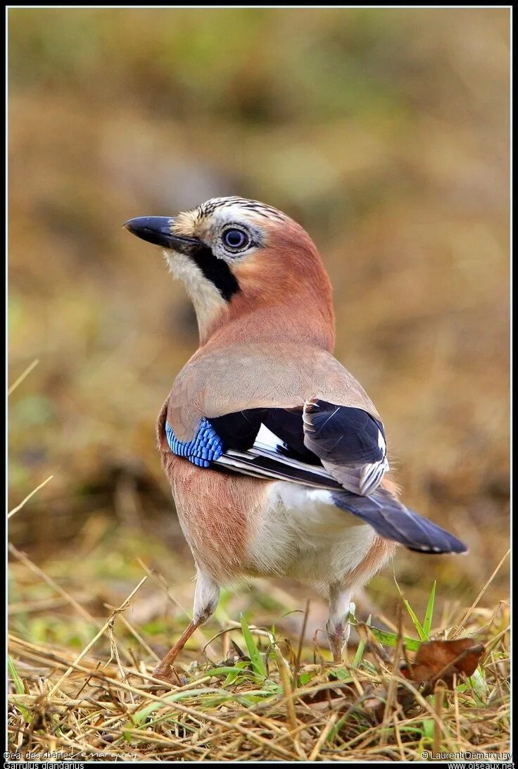 Сойка птица. Garrulus glandarius птица. Сойка домашняя. Птицы Мещеры.