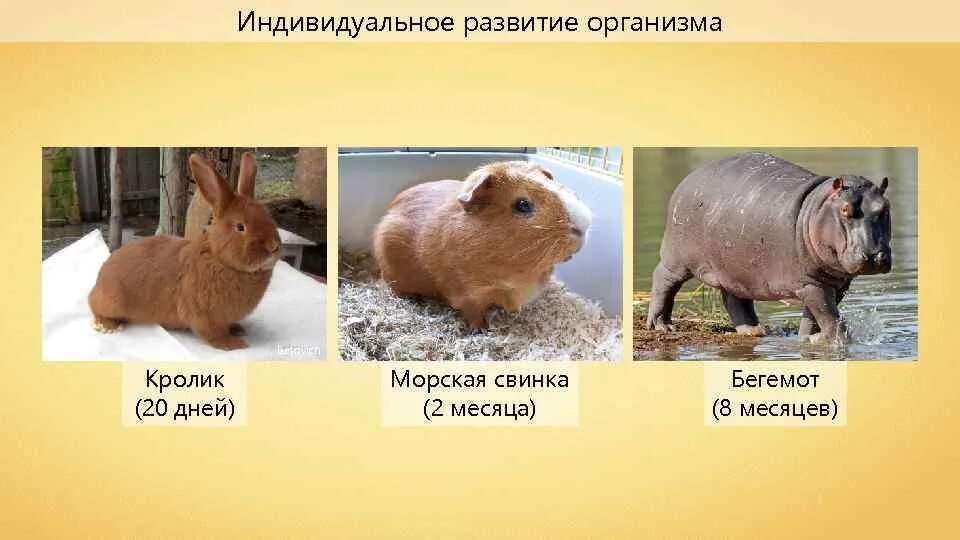 Периодизация и продолжительность жизни животных 7. Средняя продолжительность жизни насекомых. Продолжительность жизни животных долгожители. Периодизация и продолжительность жизни животных 7 класс. Продолжительность жизни животных.