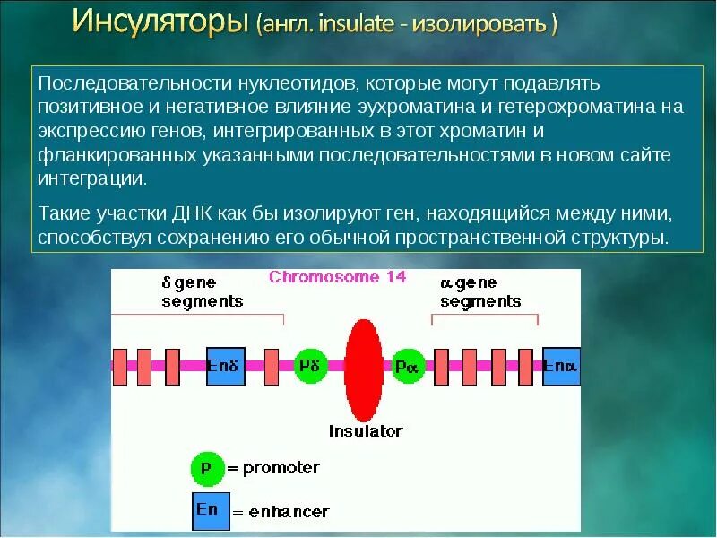 Транскрипция РНК. Роль организации хроматина в способности генов к транскрипции. Транскрипция генетика. Транскрипция это в генетике.