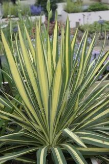 yucca-filamentosa-gold-heart- Greenseasons.