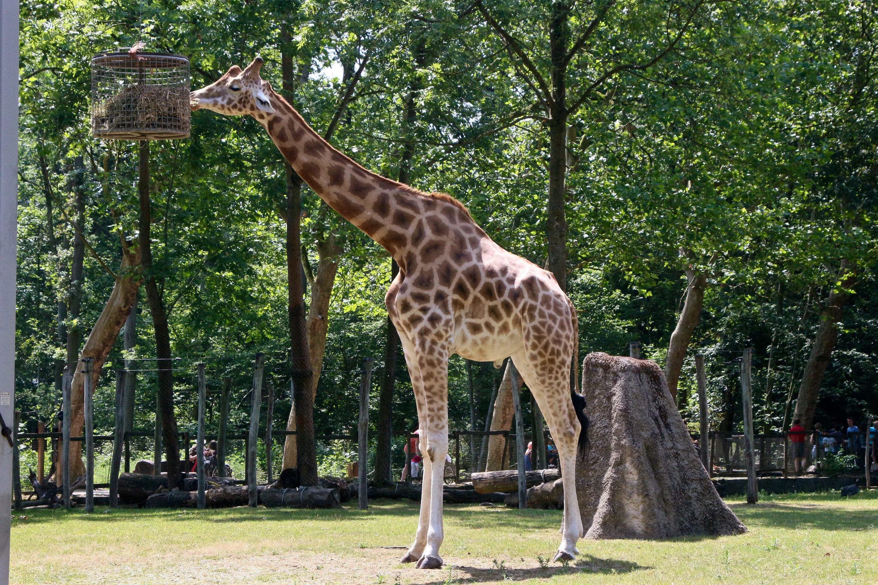 Жираф в Московском зоопарке. Smallest zoo