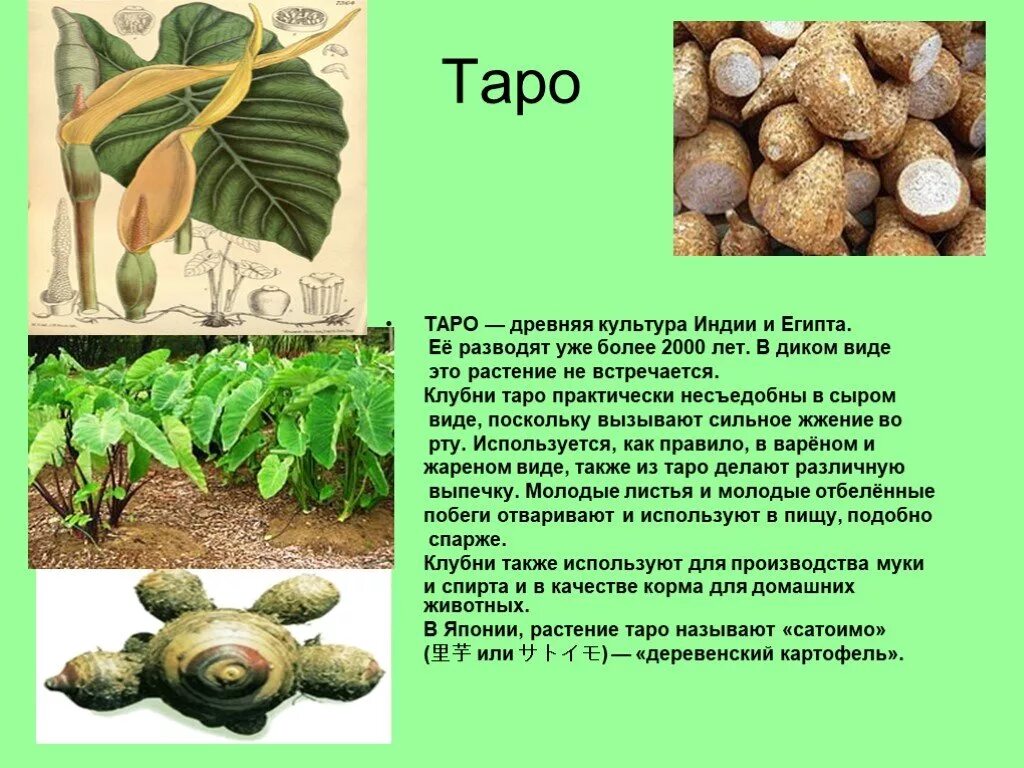 Taro перевод