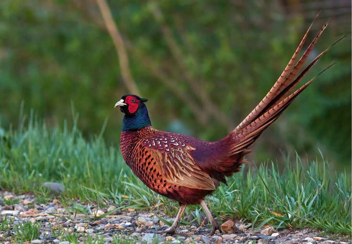Птица семейства фазанов 4 букв. Фазаны в парке горького. Птица семейства фазанов 4 букв. Фазаны петушки. Птица семейства фазанов 4 букв.