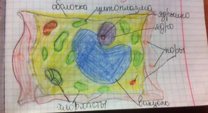 Зарисуйте несколько клеток рисунок подпишите