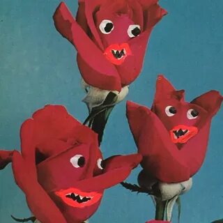 Angry rose