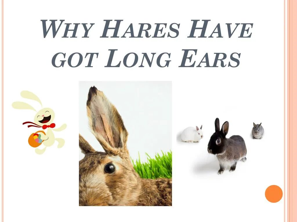 Why Hares have got long Ears. Why Hares have got long Ears текст. Why Hares have got long Ears картинки.