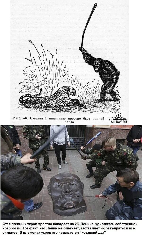 Шутки про скандинавскую ходьбу. Мем с палкой. Обезьяна с палкой. Бить крапиву палкой. Саванный шимпанзе яростно.